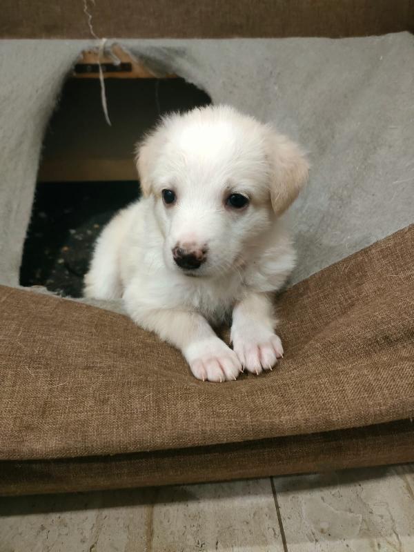 Fluffy Soffice Cucciola Cerca Famiglia  Foto 2
